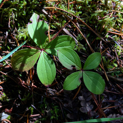 Cornus unalaschkensis