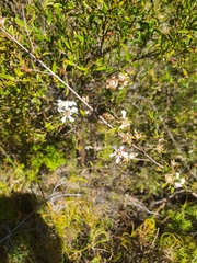 Leptospermum semibaccatum