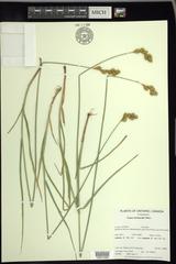 Carex bicknellii