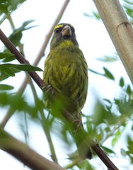 Crithagra scotops umbrosa