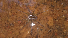 Eucamptopus