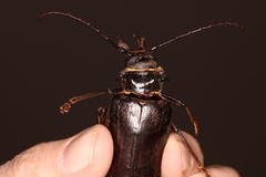 Anthracocentrus capensis