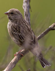 Crithagra atrogularis atrogularis