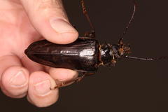 Anthracocentrus capensis