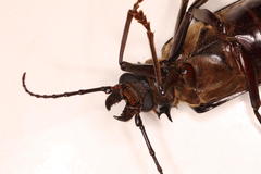 Anthracocentrus capensis