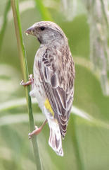 Crithagra atrogularis