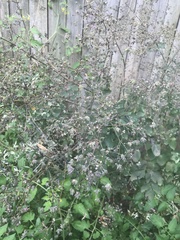 Thalictrum rochebruneanum