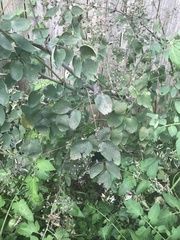 Thalictrum rochebruneanum