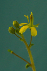 Cleome viscosa
