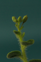 Cleome viscosa