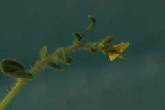Cleome viscosa