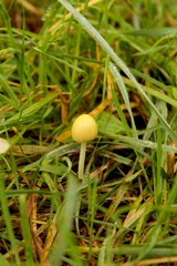 Bolbitius titubans titubans