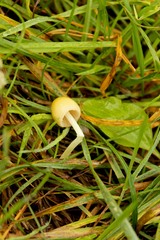 Bolbitius titubans titubans