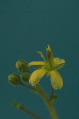 Cleome viscosa