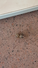 Eratigena