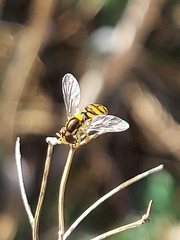 Sphaerophoria pyrrhina