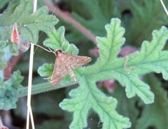 Dolicharthria punctalis