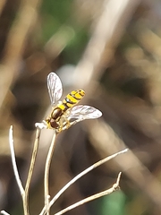 Sphaerophoria pyrrhina