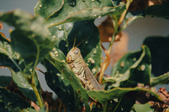 Melanoplus differentialis