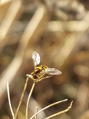 Sphaerophoria pyrrhina
