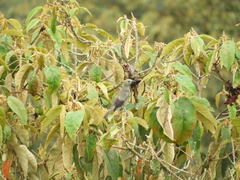 Croton magdalenensis