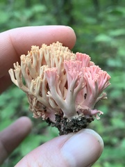 Ramaria subbotrytis