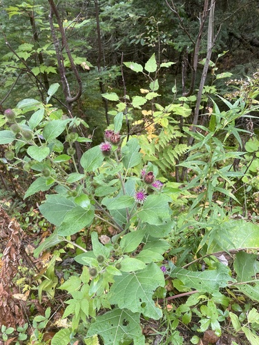 Arctium minus iNat (1)
