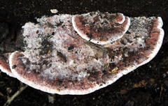Daedaleopsis confragosa image