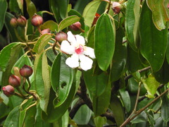 Blakea quadrangularis