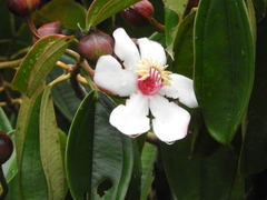 Blakea quadrangularis