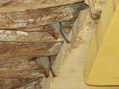 Taphozous nudiventris