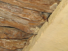 Taphozous nudiventris