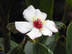 Blakea quadrangularis