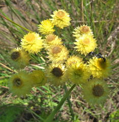 Helichrysum longifolium