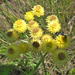 Helichrysum longifolium - Photo (c) Chris Wahlberg, some rights reserved (CC BY-NC), uploaded by Chris Wahlberg