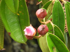 Blakea quadrangularis