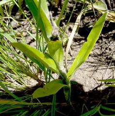 Helichrysum longifolium