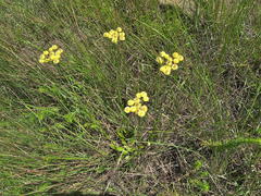 Helichrysum longifolium