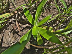 Helichrysum longifolium