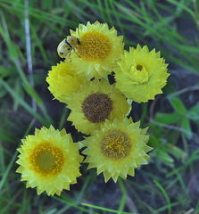 Helichrysum longifolium