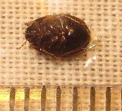 Microporus