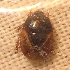Microporus