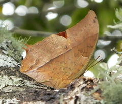 Charaxes varanes varanes