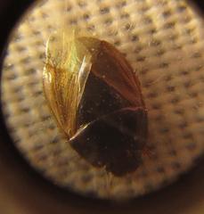 Microporus