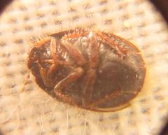 Microporus