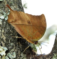 Charaxes varanes varanes