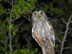 Megascops asio mccallii