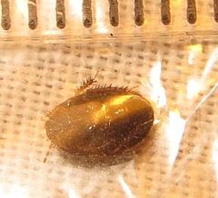 Microporus