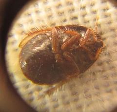 Microporus