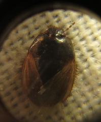 Microporus